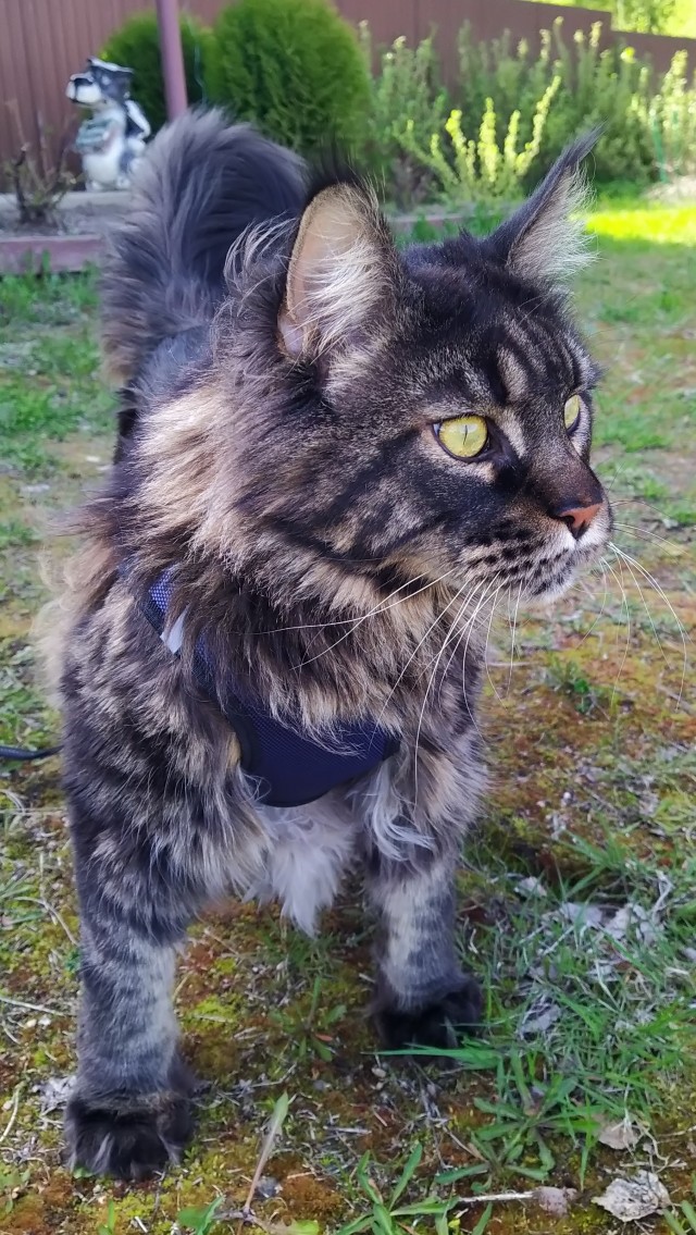 Кот-дальнобойщик