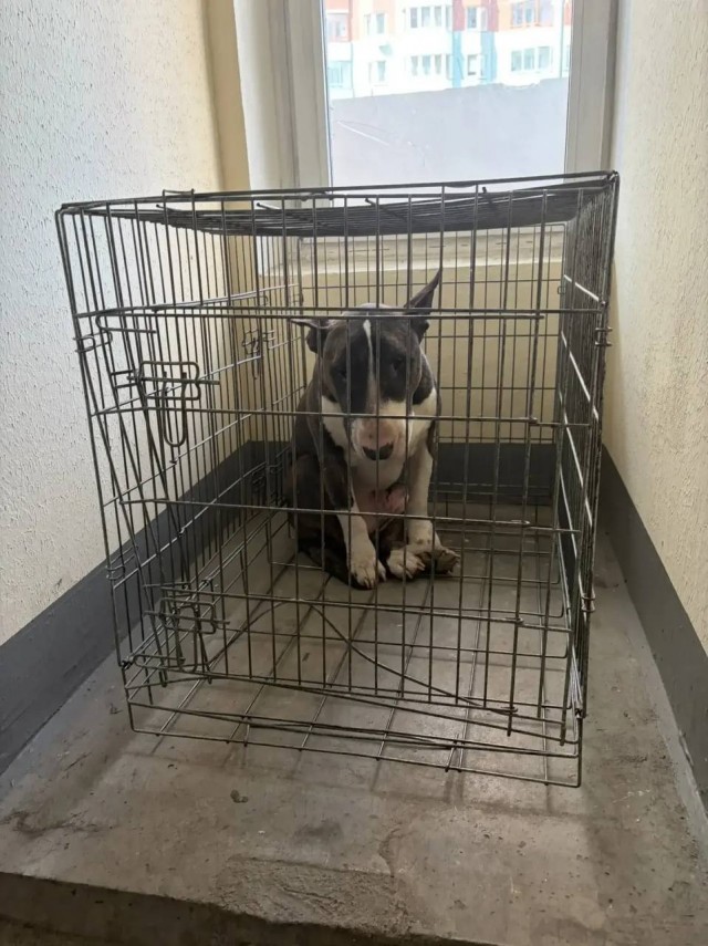 В Некрасовке на Недорубова, 18к1, собаку выставили в клетке в подъезд