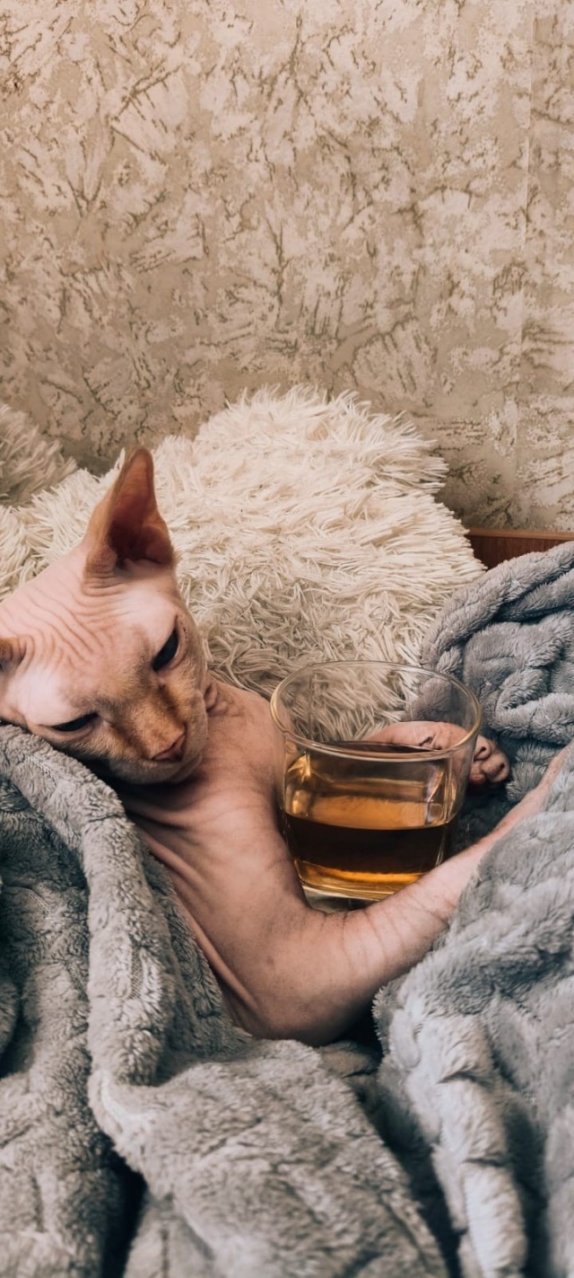 Котовое