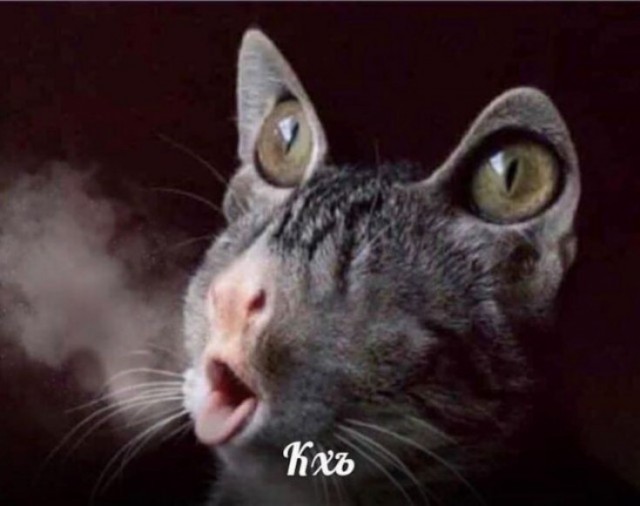 Котеек необычных псто