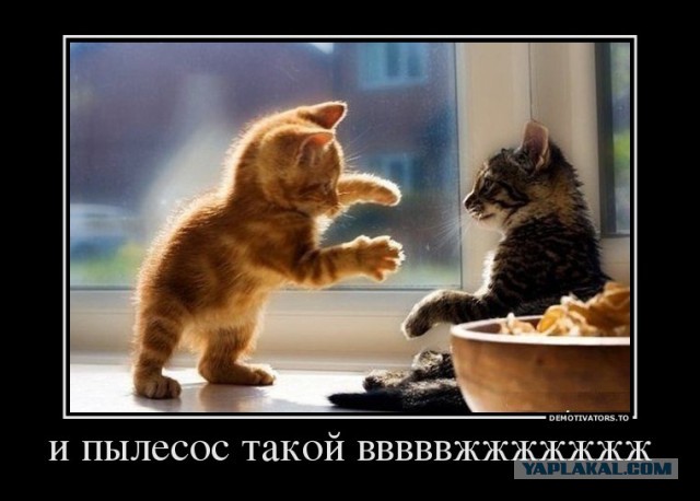 Котик и пылесос