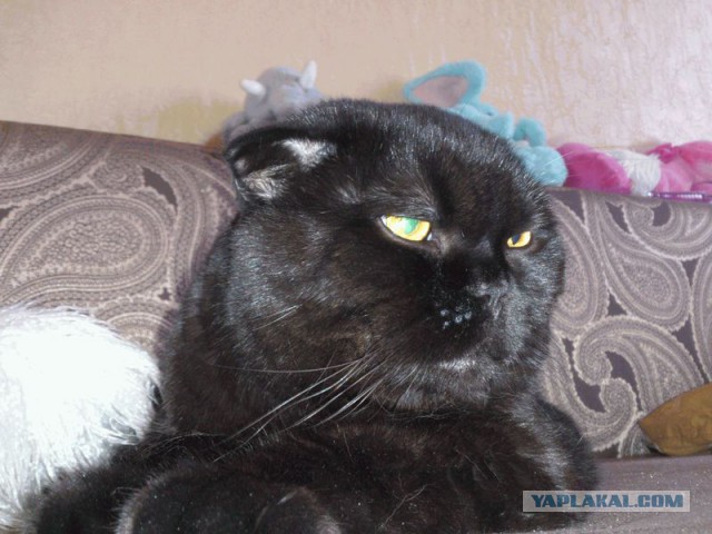 Котовторник 20.05.2014