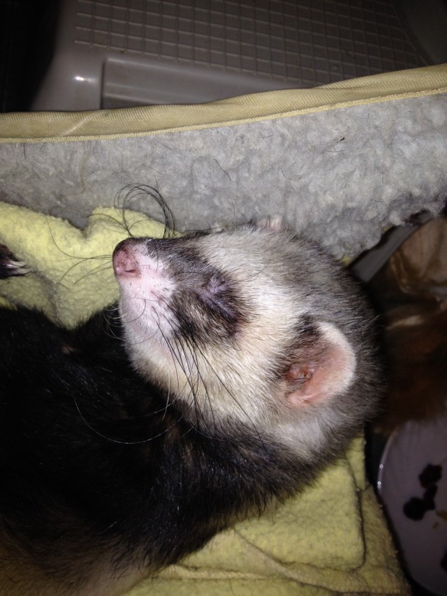 Завели хорька!