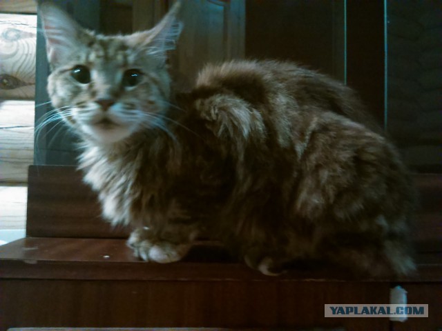 Котовторник 01.07.2014