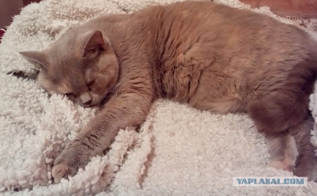 Котовторник 11.11.2014