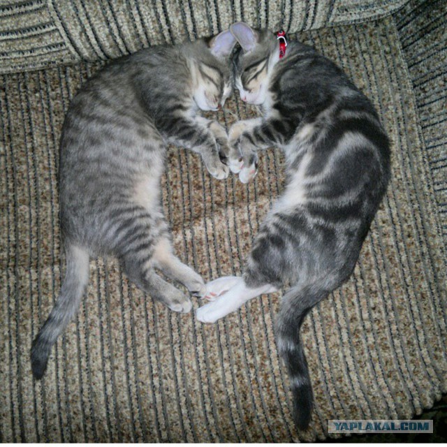 Синхронные коты