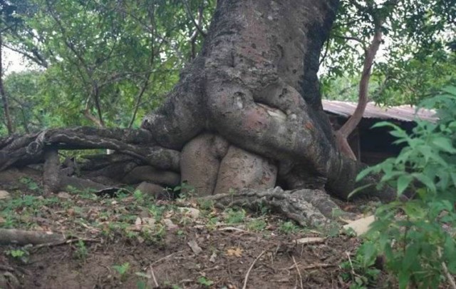Чудеса природы (18+)