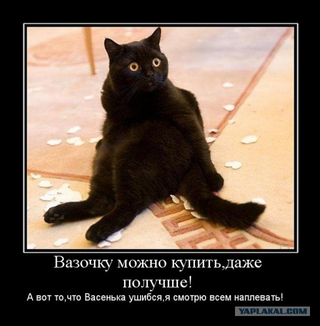 Прикольные коты