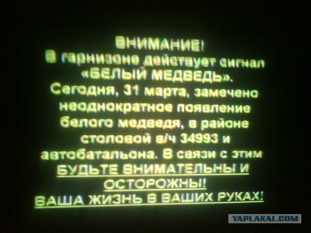 Убийство белой медведицы 18+