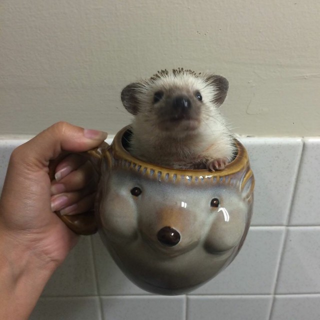 Прикольная фотоподборка