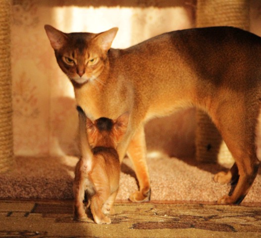 Котовасия ;)