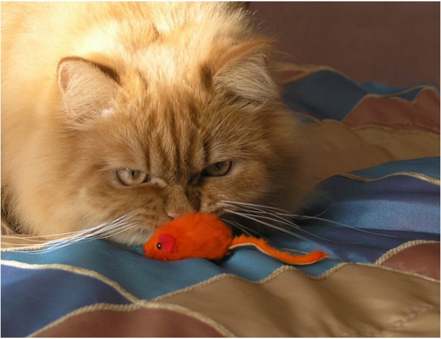 Коты, кошки, котята