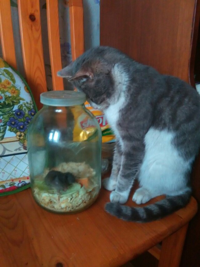 Как мама с сыном мышь ловили