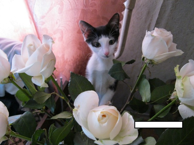 Котовторник 15.03