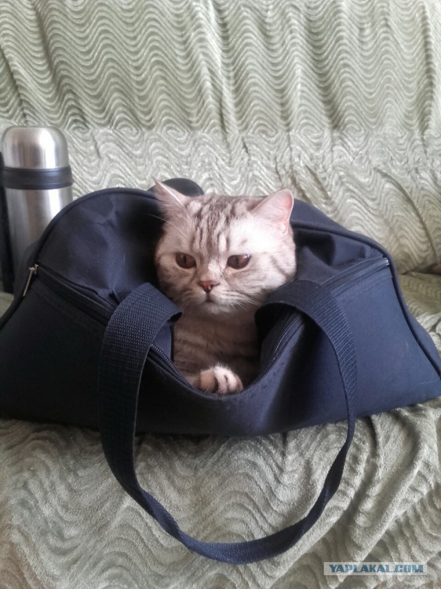 Котовторник 19.04.2016