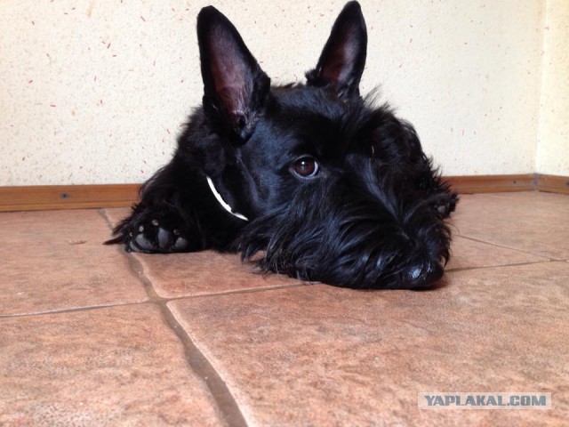 Страшно красивые терьеры