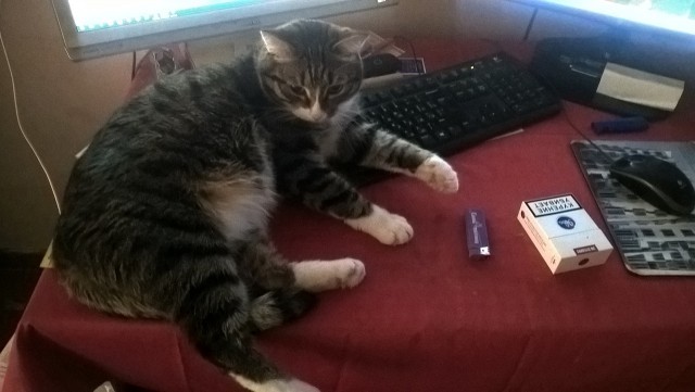 Котовторник 30.08.2016