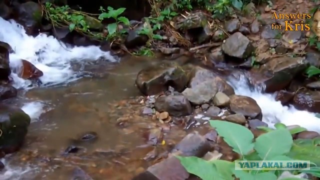 Исчезновение и трагическая гибель Лисанн Фрон и Крис Кремерс