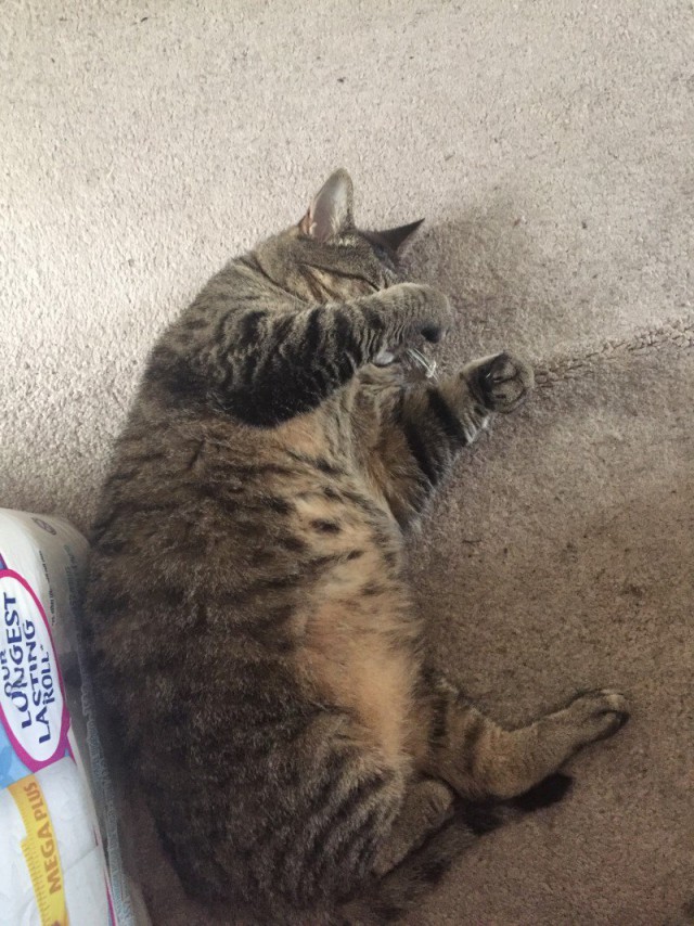Коты из сети