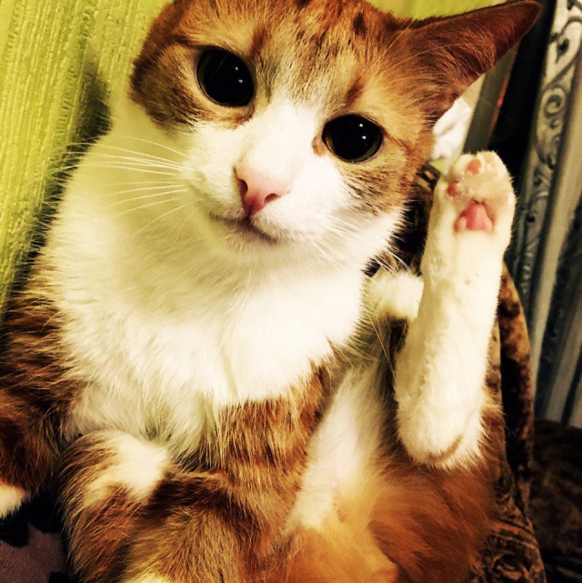 Коты и Кошки