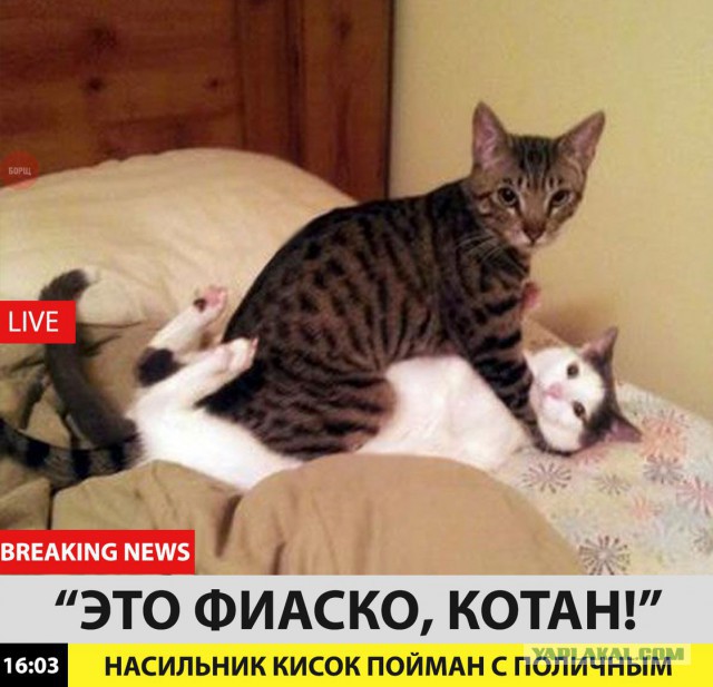 Забавные шутки, фразы и комментарии из этих ваших интернетов