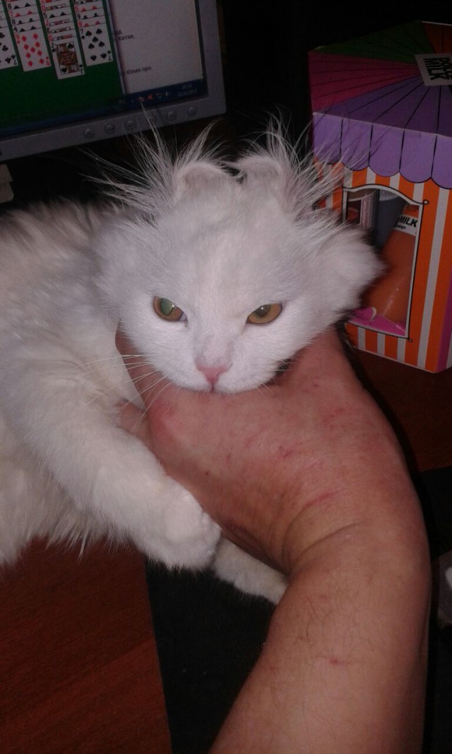 Котовторник 24.10.2017