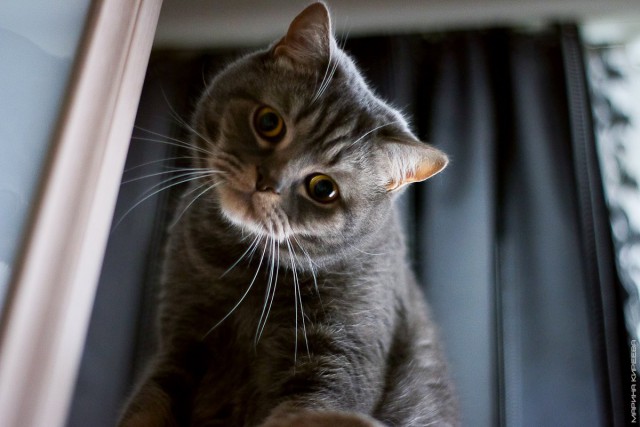 Коты и Кошки