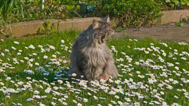 Коты и Кошки