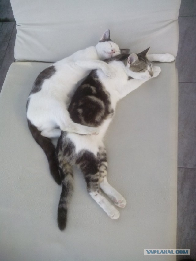 Котовторник  14.11.2017