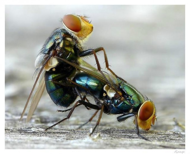 Если до этого вы не боялись мух, то пора. Болгарин делает макроснимки насекомых, обходясь без дорогой техники