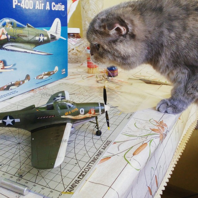 Котовторник 27.03.2018