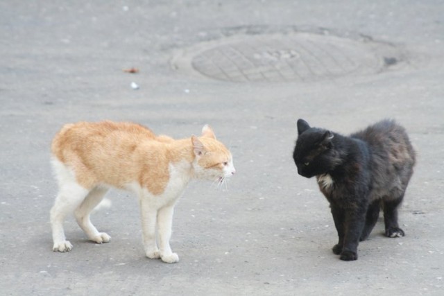 Уррааа! Котовторник на ЯПлакалъ!