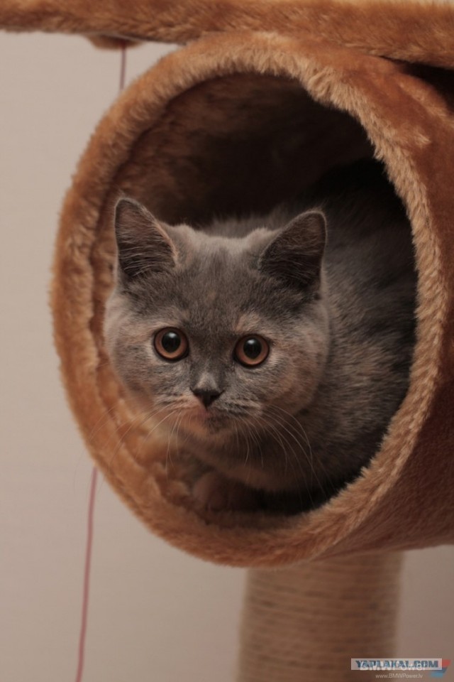 Котовторник на ЯПлакалъ