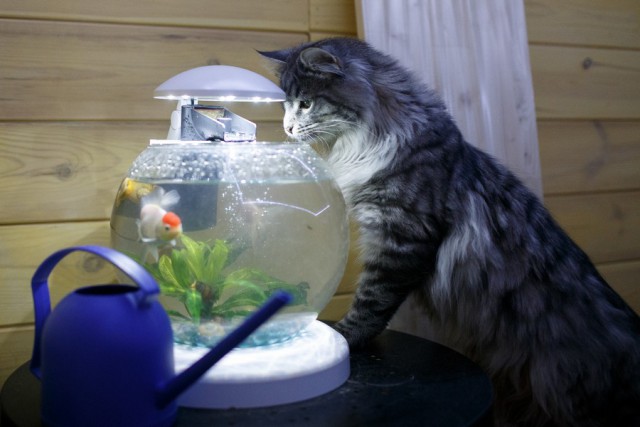 Прикольных котов пост