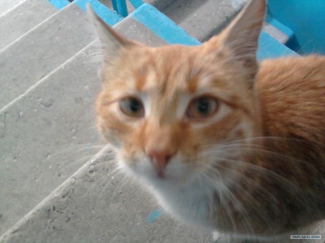 Котовторник 25.01.2011