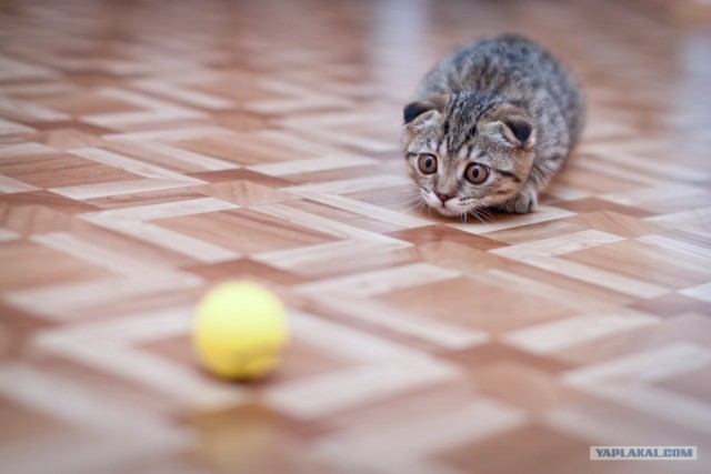 Сегодня котовторник, а котиков все нет