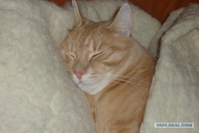 Сонный Котовторник