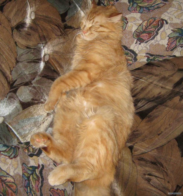 Пума пришла в гости к коту