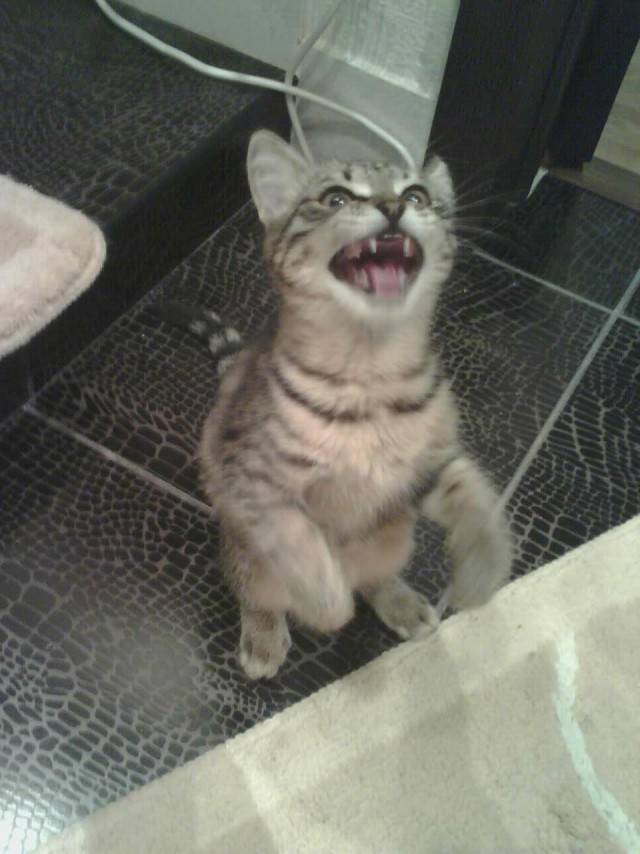 Котовторник (14.02.2012)