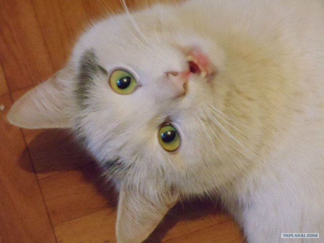 Котовторник (28.02.2012)