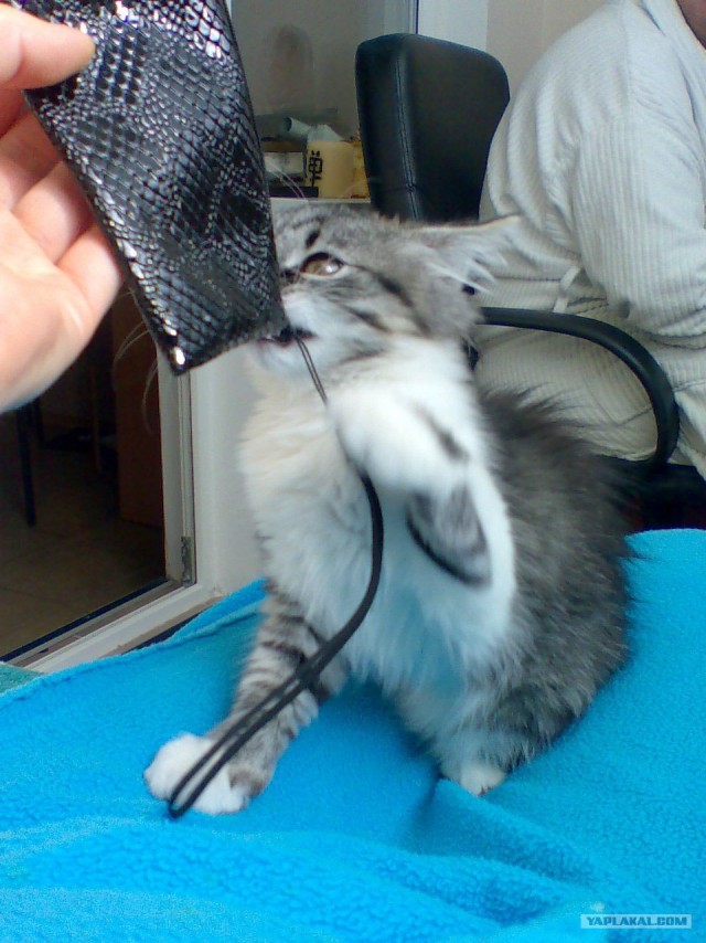 КОТОВТОРНИК (6.03.2012)
