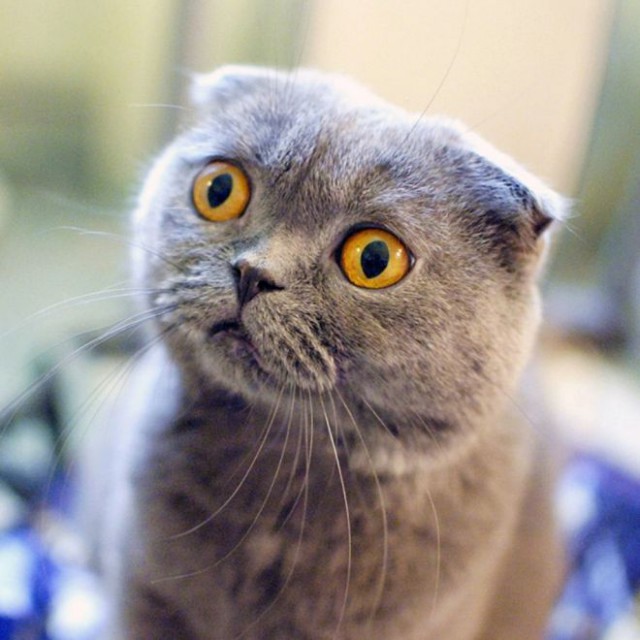 Прикольных котов пост
