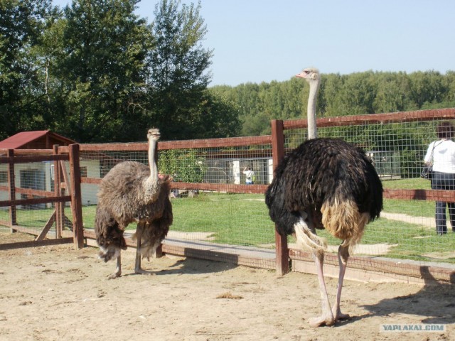 Ну что тут у вас?