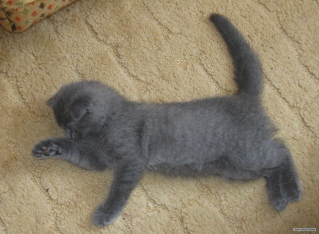 Котовторник  4.09.12
