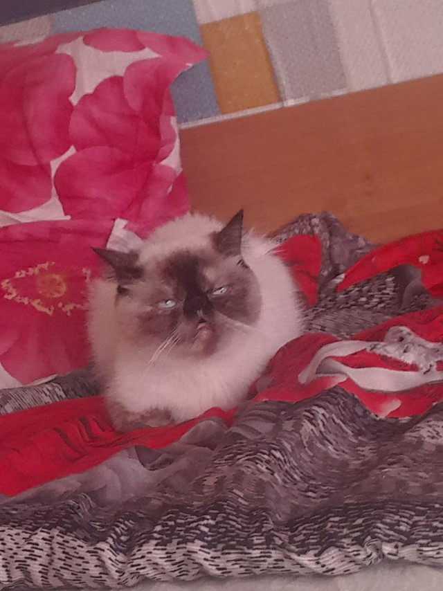 Забавные фото котеек