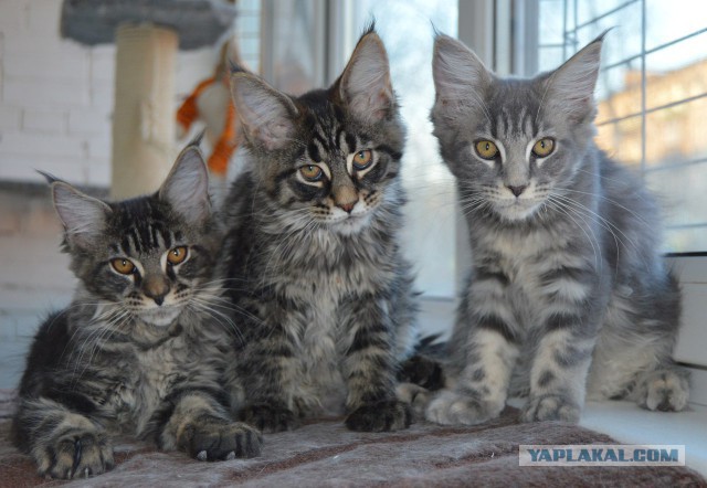 20 снимков с кисточками, доказывающих, что прекраснее мейн-кунов могут быть лишь котята мейн-кунов