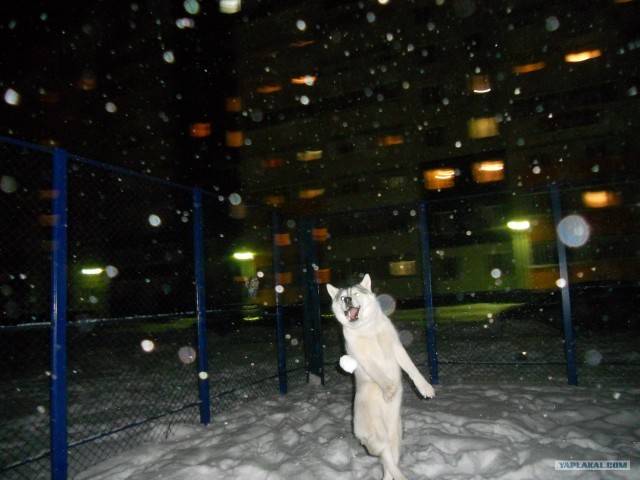 Самые смешные снимки животных за 2012 год