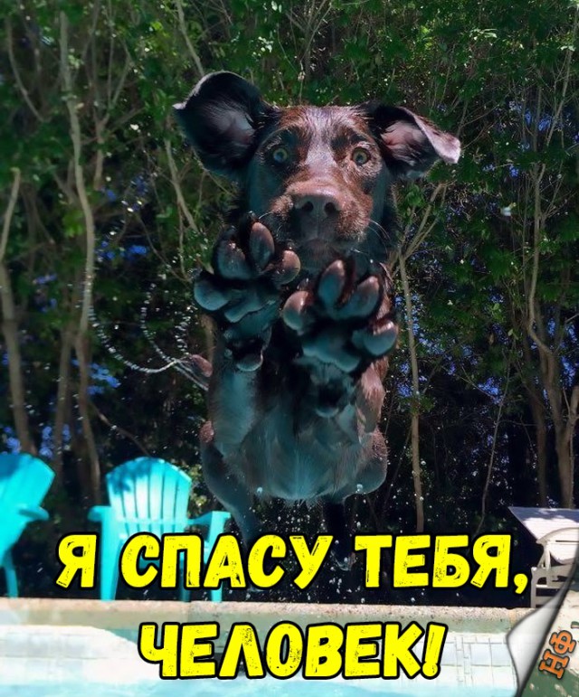 Милые животные. Мимиметр сломался