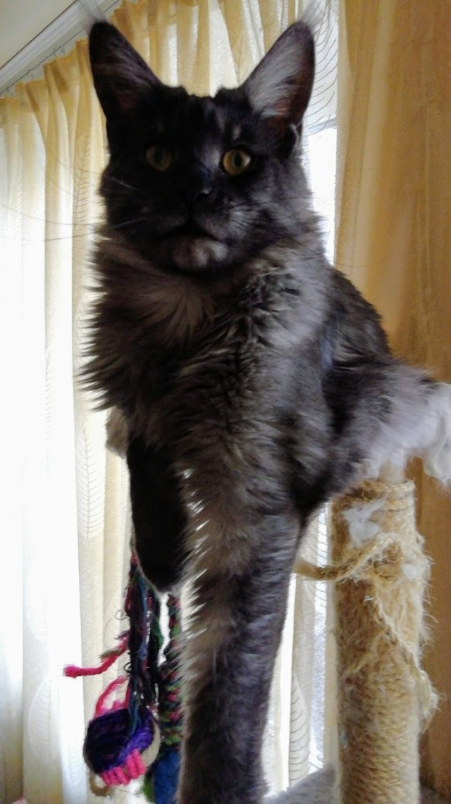 05.03.19 Котовторник же