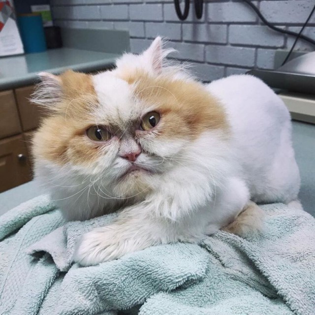 Забавные фото котеек